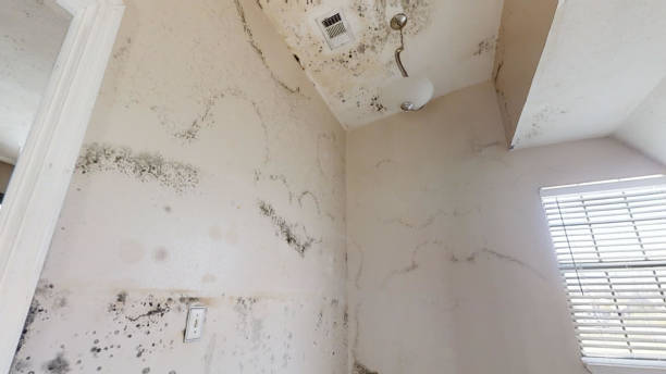 Best Mold Odor Removal Services  in Mount Vernon, AL