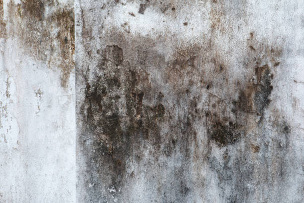 Best Emergency Mold Remediation  in Mount Vernon, AL
