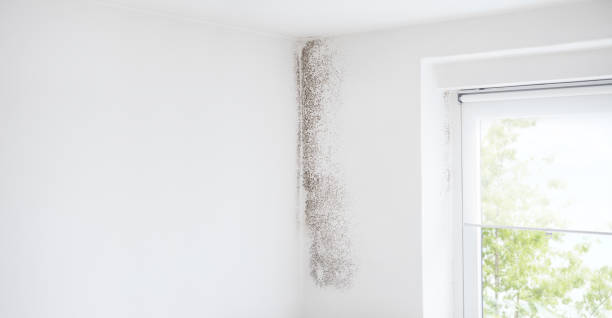 Best Real Estate Mold Inspection  in Mount Vernon, AL