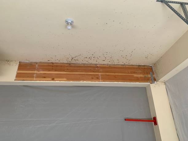 Environmental Consulting for Mold Prevention in Mount Vernon, AL