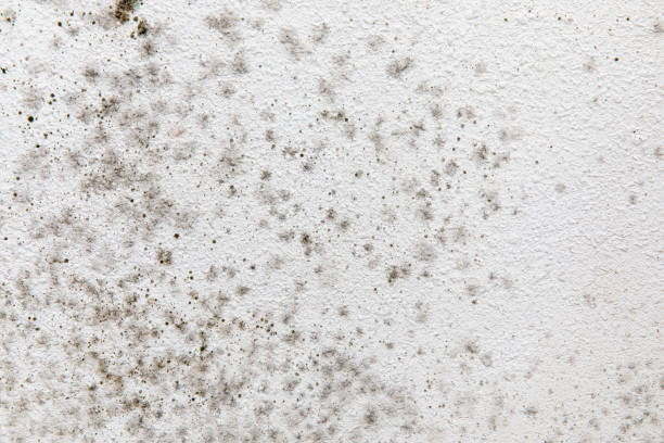 Best Mold-Related Health Consultation  in Mount Vernon, AL