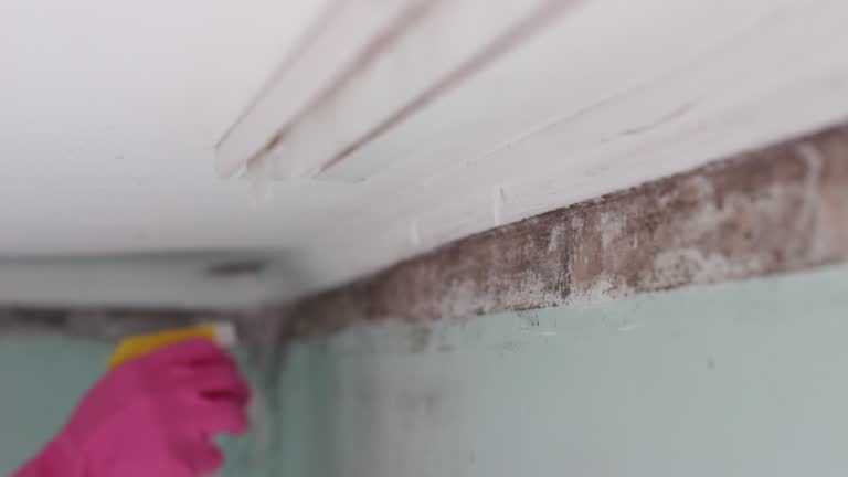 Best HVAC Mold Inspection and Cleaning  in Mount Vernon, AL