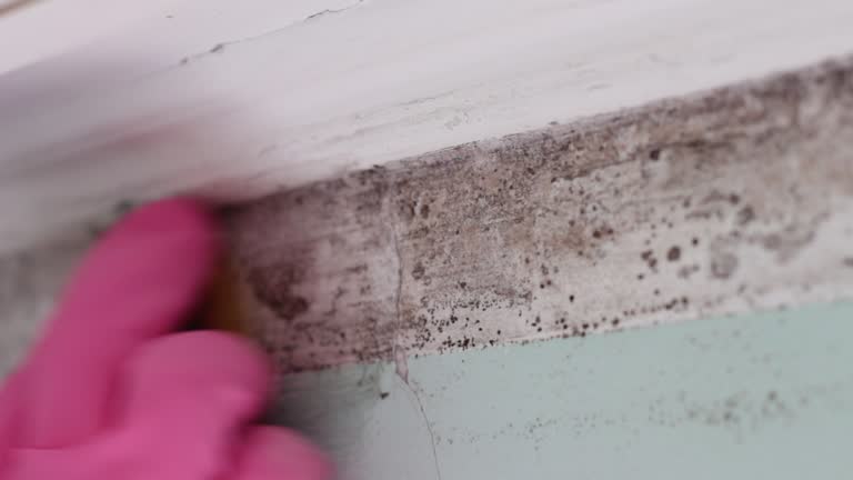 Best Environmental Consulting for Mold Prevention  in Mount Vernon, AL